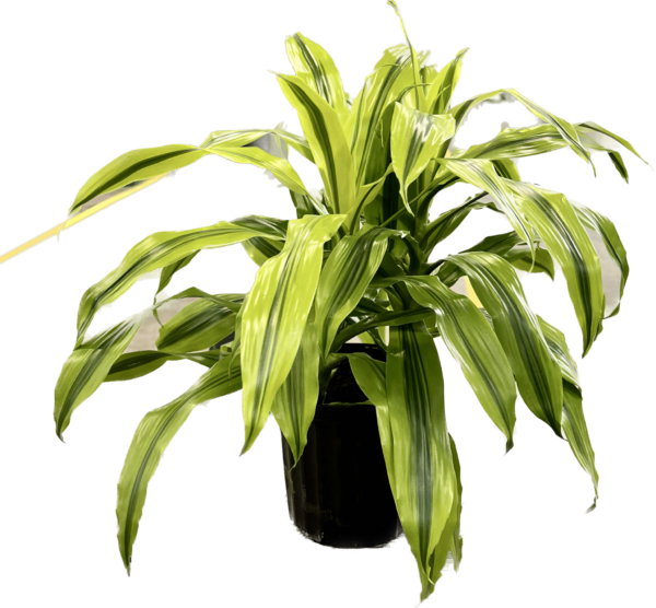 8" Warneckii Kristi