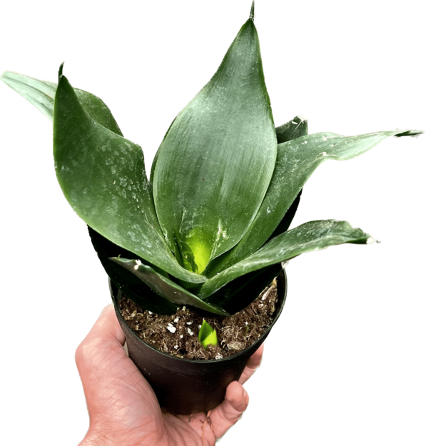 4" Sanseveria Hahnii Black