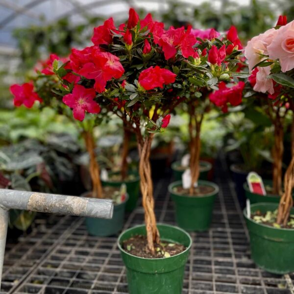6" Azalea Topiary