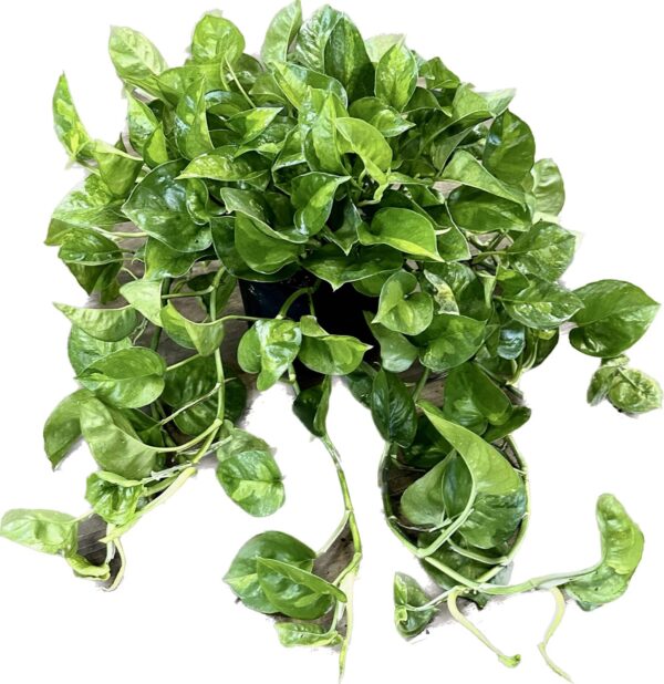 6" Pothos Global Green Tub