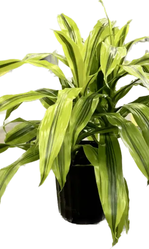 8" Dracaena Kristi
