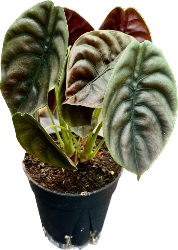 6" Alocasia Cupera