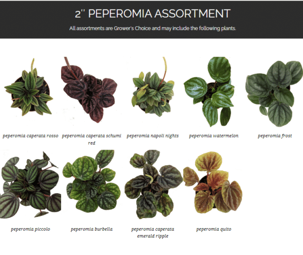 2" Peperomia Assortment - Image 2