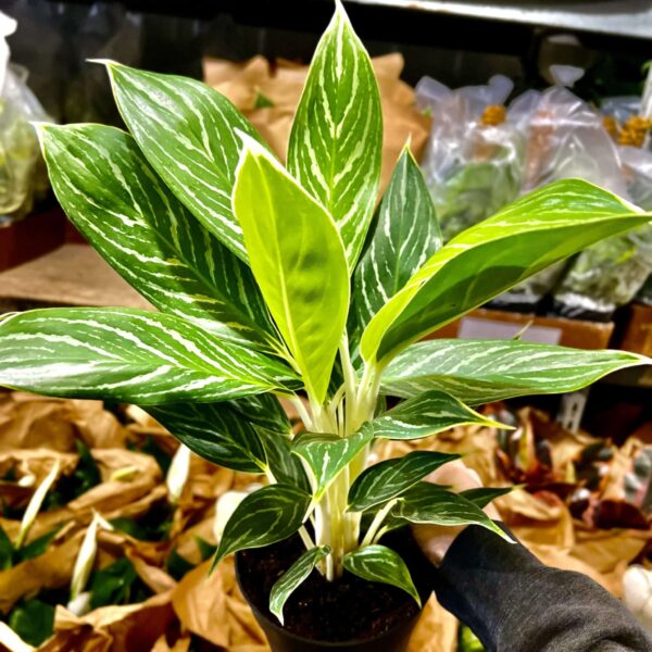 6" Aglaonema Snow White - Image 3
