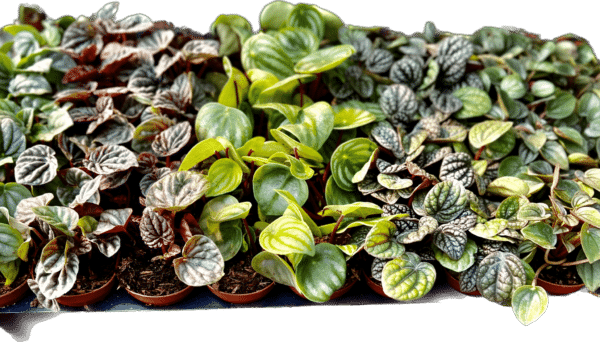 2" Peperomia Assortment