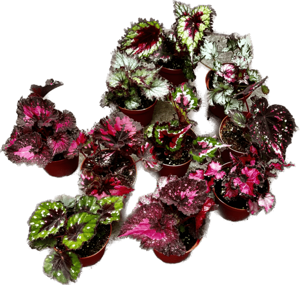 4" Begonia Rex