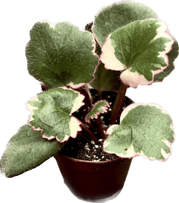 2" Saxifraga Variegated