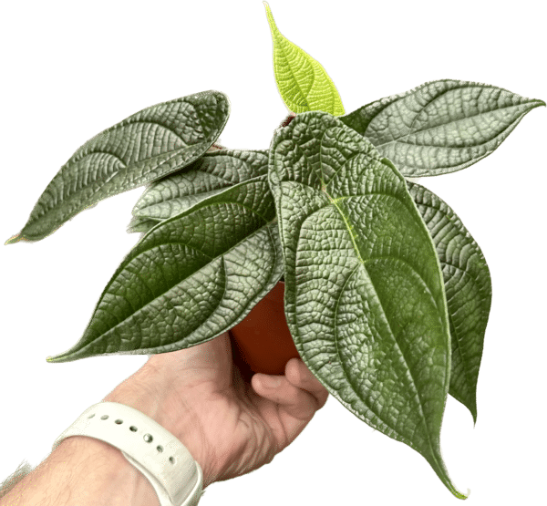 4" Peperomia Piper Parmatum