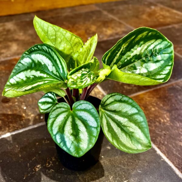 4" Ecuador Watermelon Peperomia - Image 2