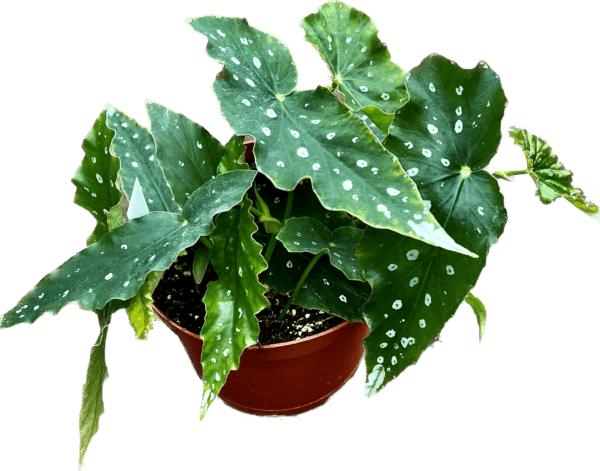 6" Begonia Harmony Angel Wings