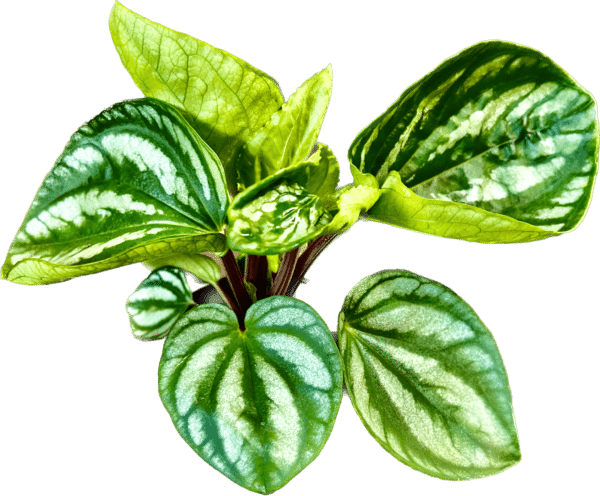 4" Ecuador Watermelon Peperomia