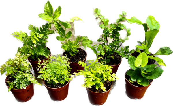 2" Fern
