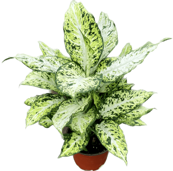 6" Dieffenbachia Amy