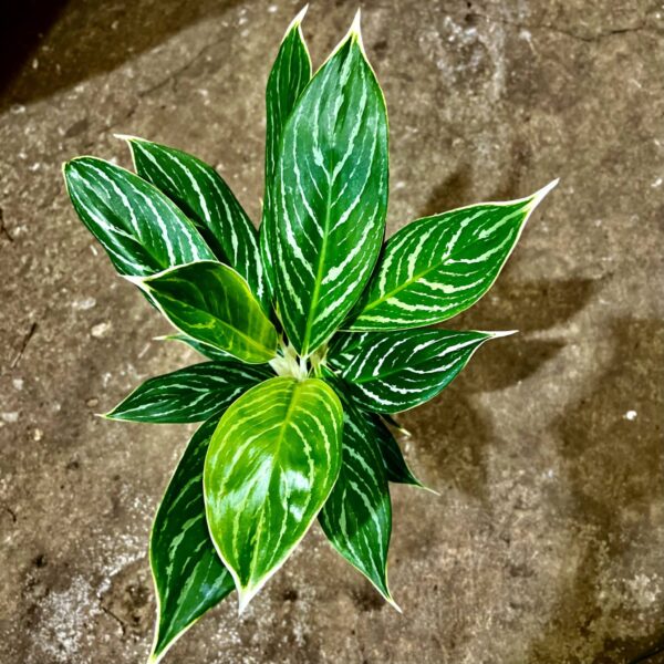 6" Aglaonema Snow White - Image 2