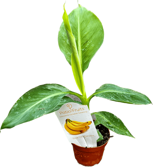 4" Fruit Banana Tree