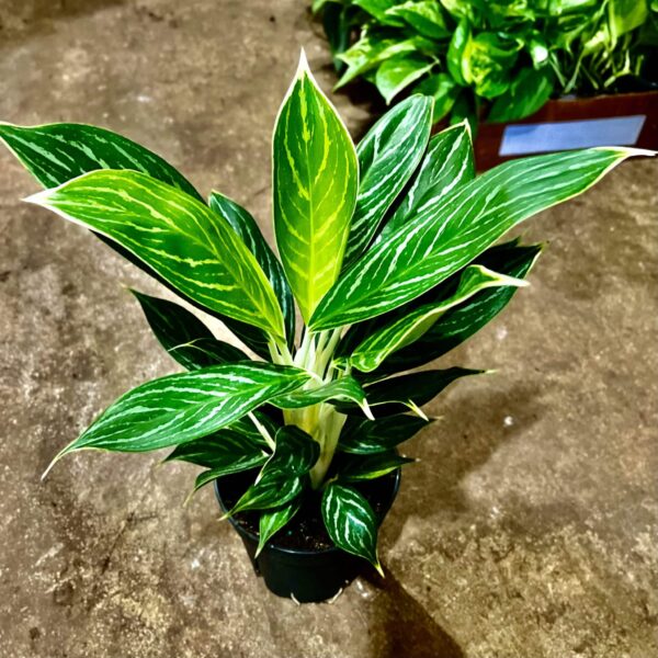 6" Aglaonema Snow White - Image 4