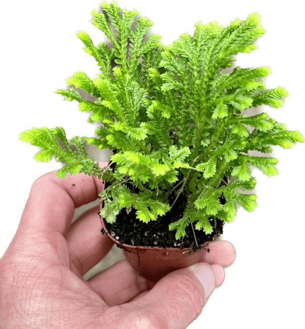 2" Frosty Fern