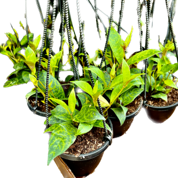 4" HB Zebra Vine
