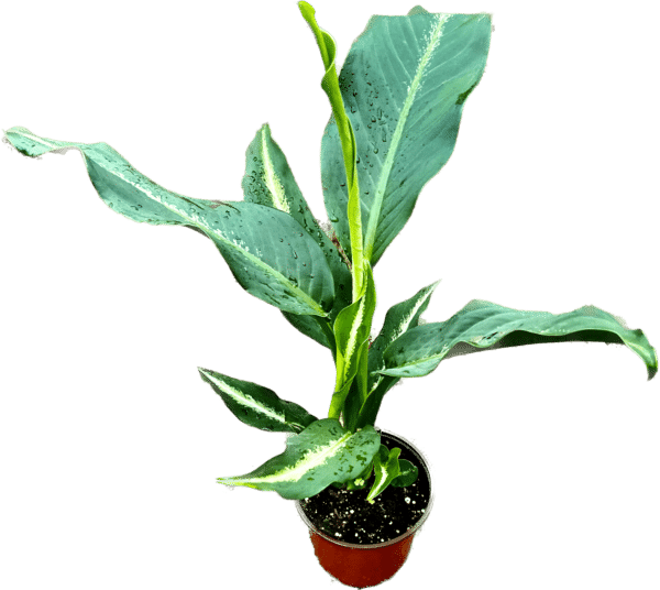 6" Dieffenbachia Panther