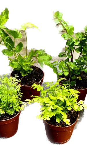 2" Fern