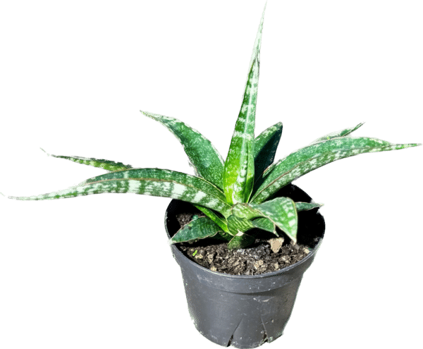 4” Sansevieria Rare Asian Assorted - Image 3