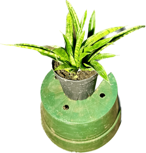 4” Sansevieria Rare Asian Assorted - Image 2