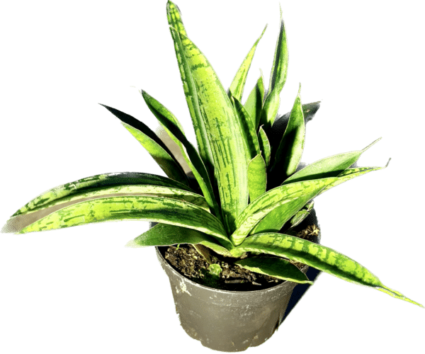 4” Sansevieria Rare Asian Assorted - Image 4