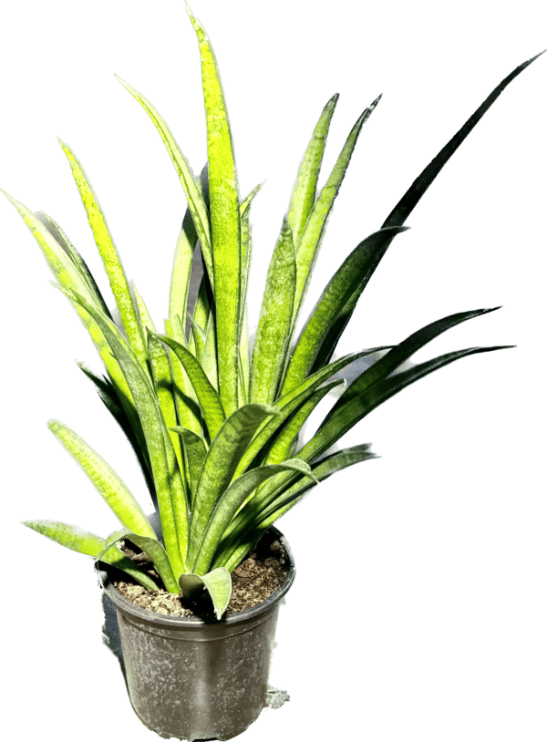 4” Sansevieria Rare Asian Assorted - Image 5