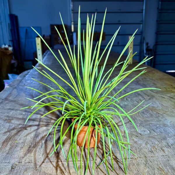 4" Agave Spaghetti Strap