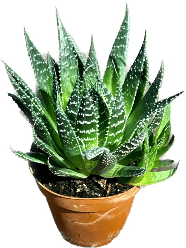 4" Aloe Vera Aristata