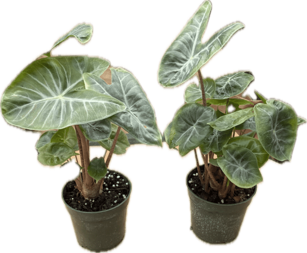 4" Alocasia Ivory Coast