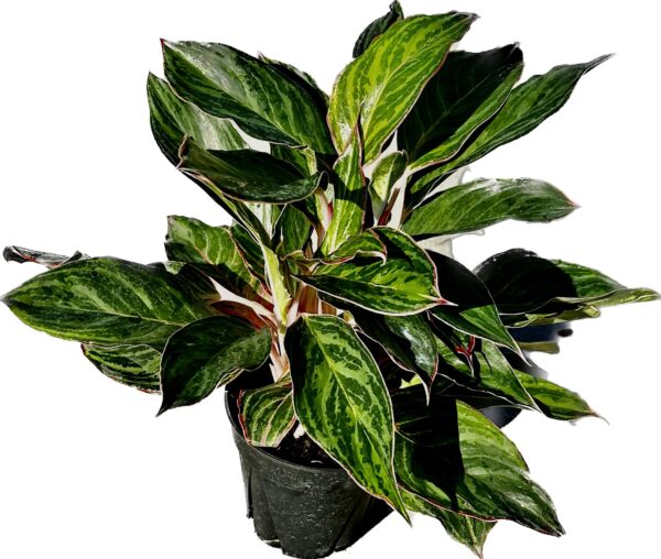 6" Aglaonema Milestone