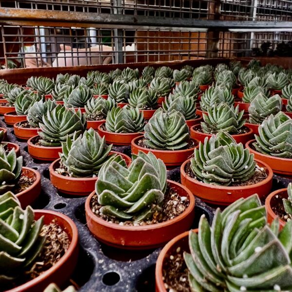 1" Succulent Buddha Temple