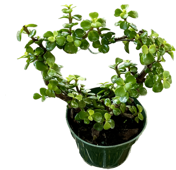 4" Jade Dwarf Heart Shape