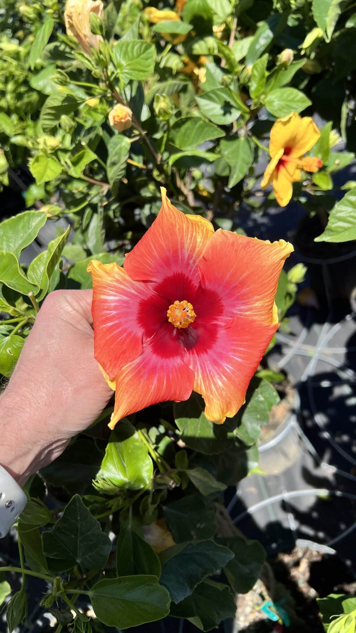 6″ Hibiscus Bush Fiesta – The Plant Factory Wholesale Tropical Plants