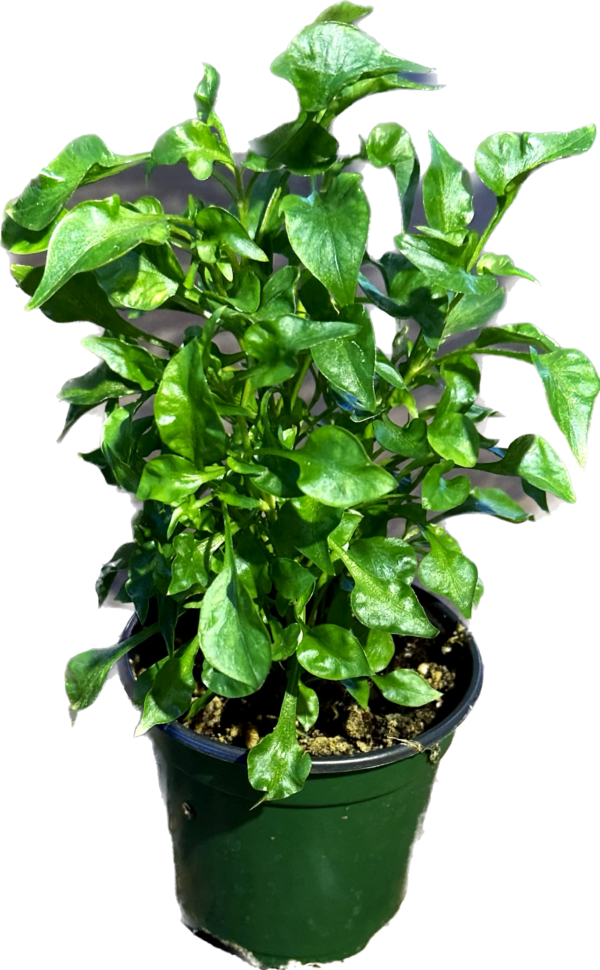 4" Alternanthera Red