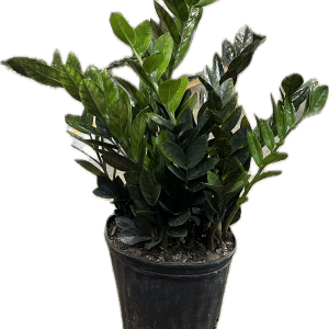 zz super nova black zz plant in a 8 inch pot
