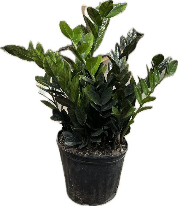 zz super nova black zz plant in a 8 inch pot