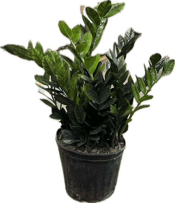 zz super nova black zz plant in a 8 inch pot