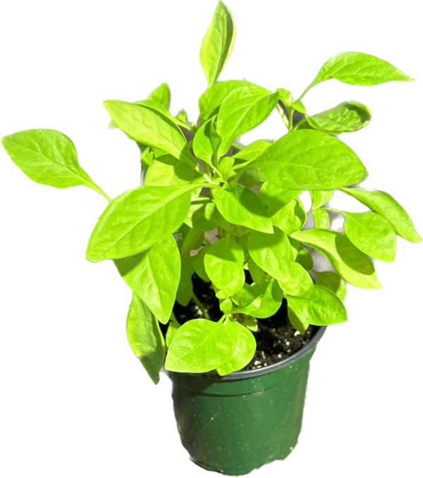 4" Alternanthera Yellow