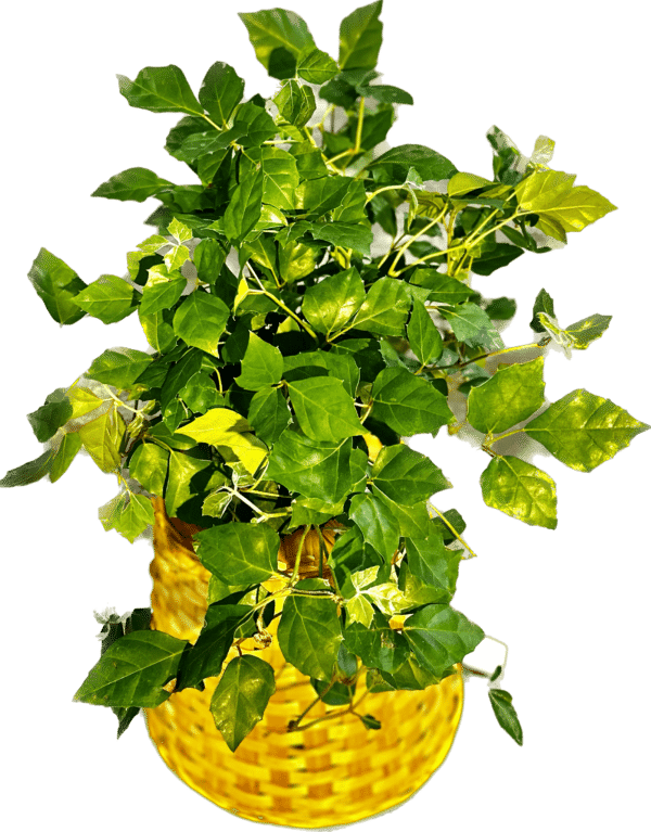 6" Ivy Grape