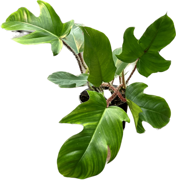 6" Philodendron Squamiferum