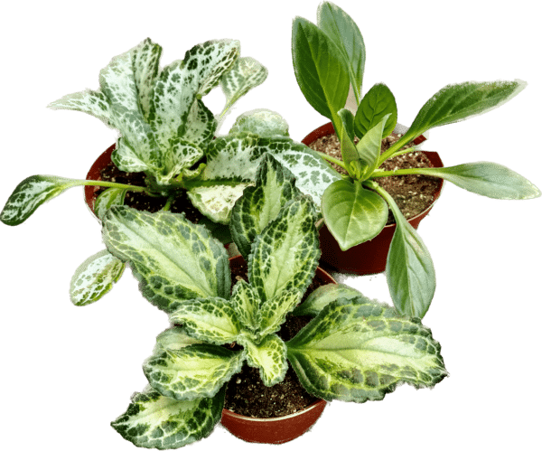 6” Primulina