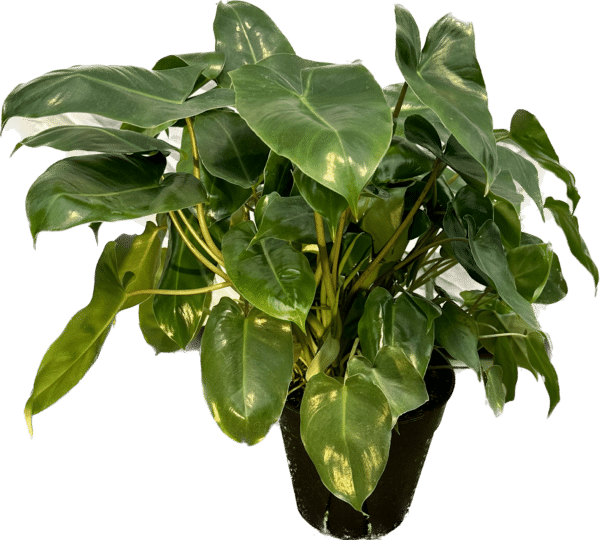 6" Philodendron WendLandii