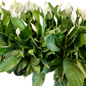 Group of 8 inch Peace Lily plants, also known as Spath plants