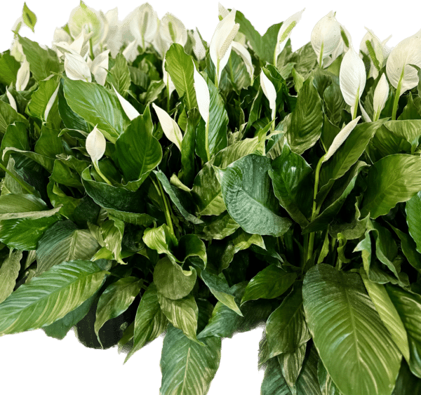 Group of 8 inch Peace Lily plants, also known as Spath plants