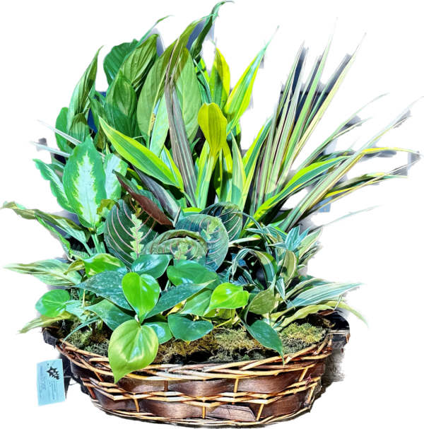 Mini Laundry Basket Wicker Garden