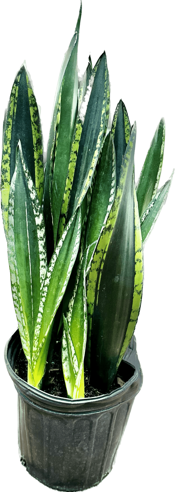 8" Sansevieria Silver Flame