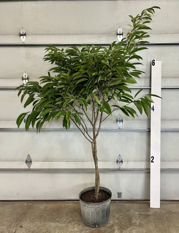 14" Ficus Amstel King Braid