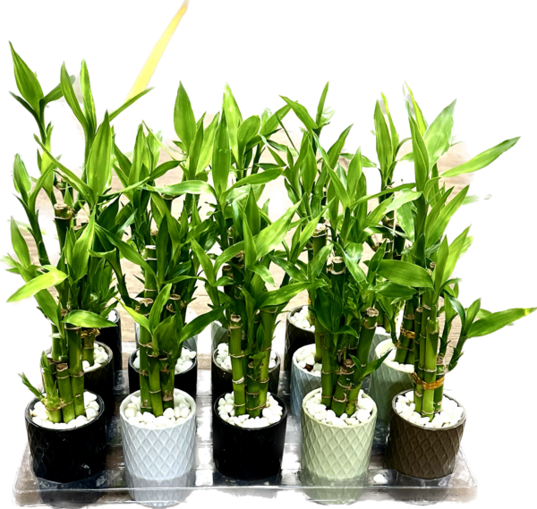 Bamboo Garden Small